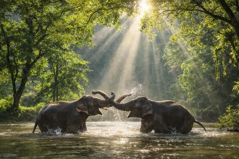 Top Destinations to Visit in Asia - Taman Negara National Park, Malaysia