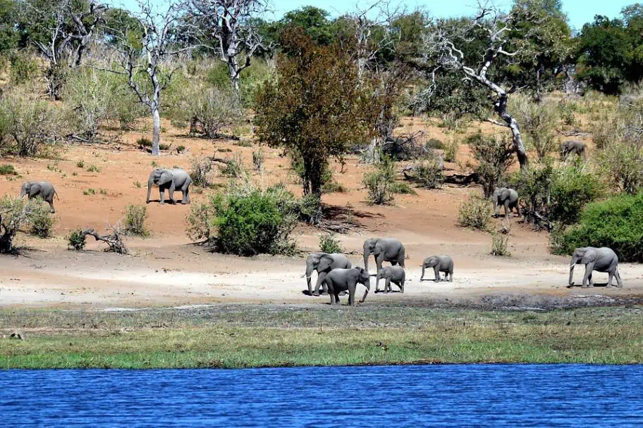 Africa Travel Planning - Chobe National Park