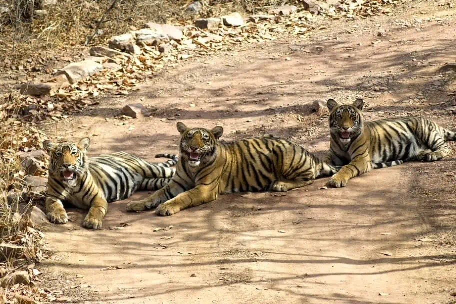 National Parks in the World - Ranthambore National Park, India