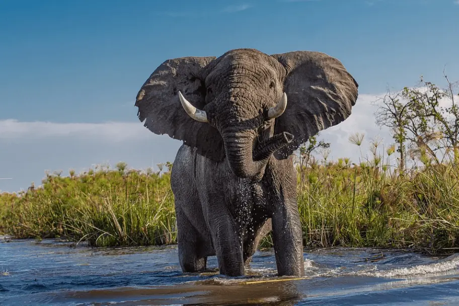 Shoot The Best Wildlife Photos - Botswana Elephant