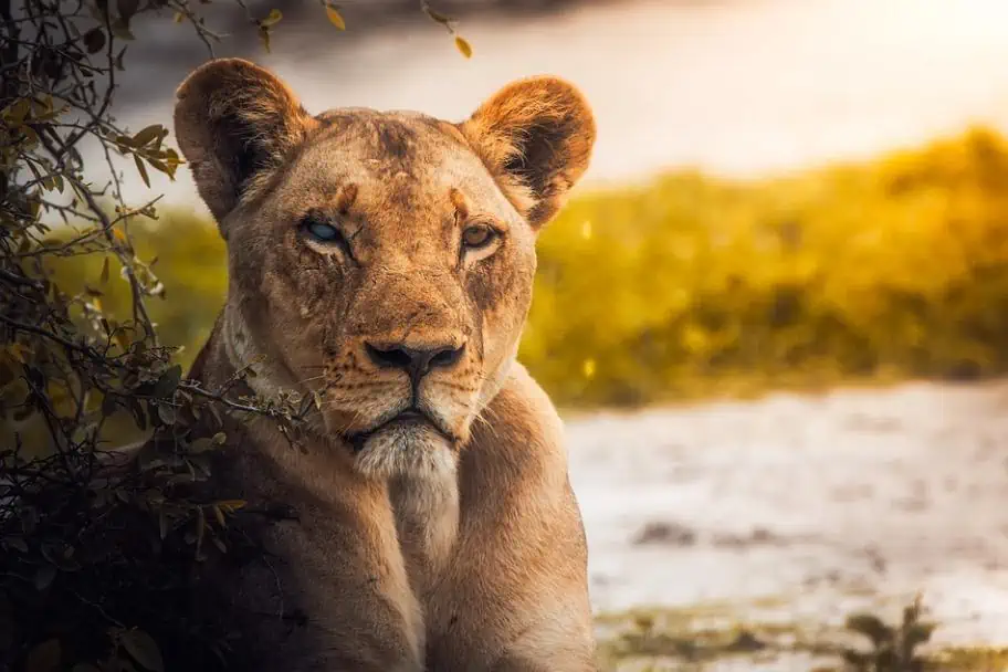 Lioness in Botswana Africa Travel Planning