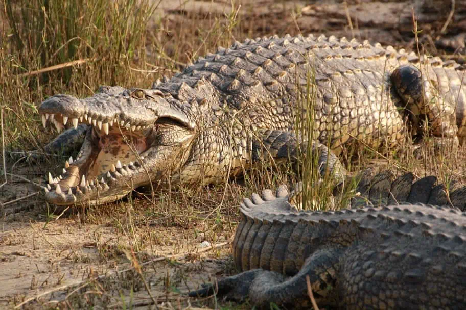 Chobe Crocodile Chobe Crocodile
