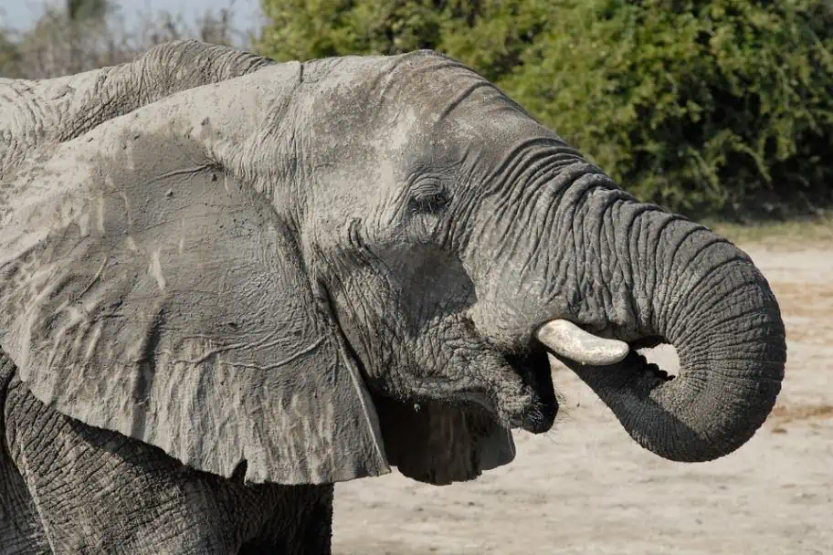 Chobe Elephant Chobe Elephant
