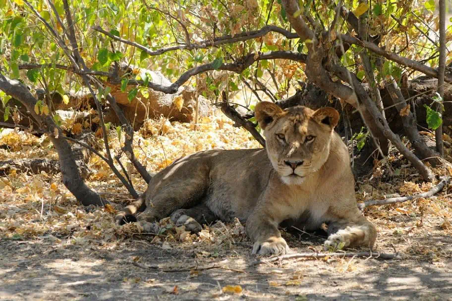 Chobe Lion Chobe Lion