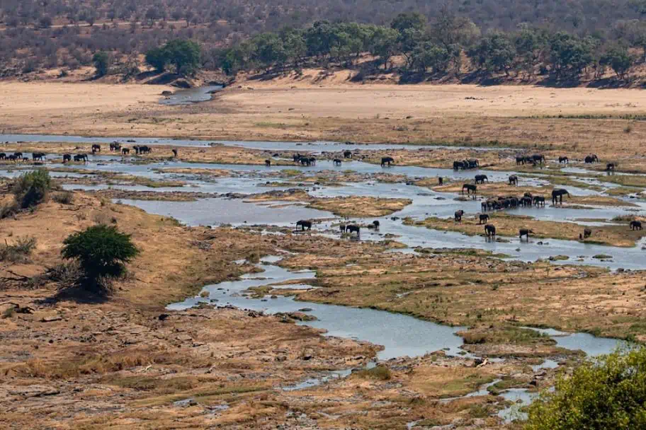Elephant Herd on Safari Africa Travel Planning