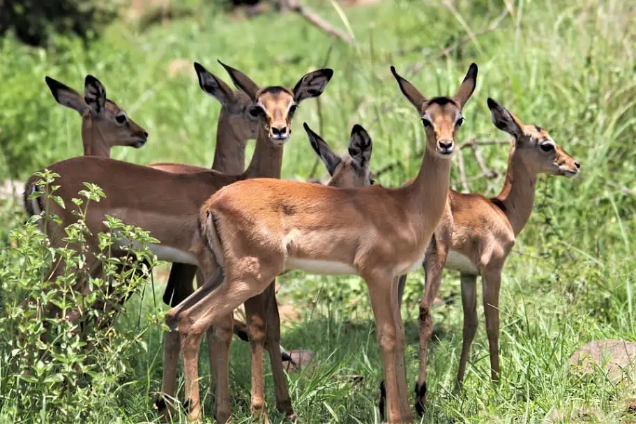 Impala in Kruger Impala in Kruger
