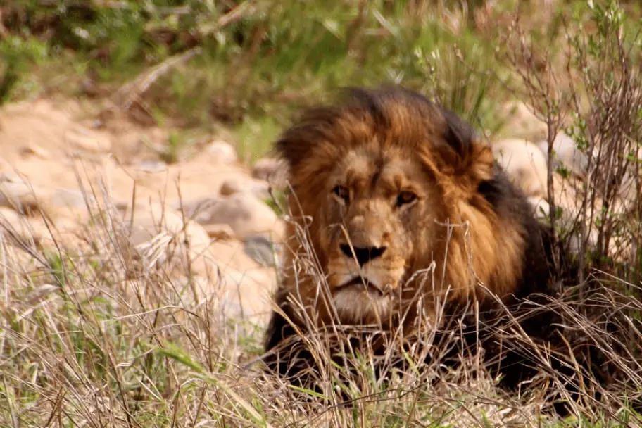 Lion in Kruger Lion in Kruger