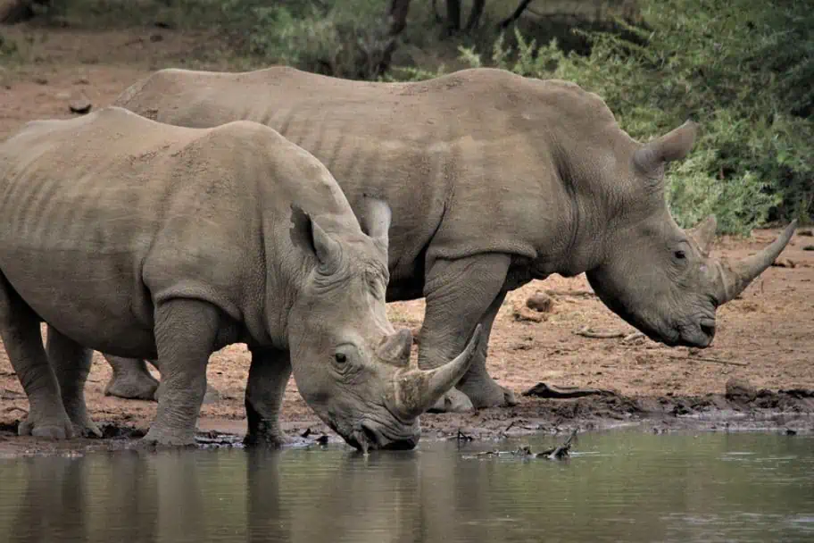 Rhino Sighting on Safari Africa Travel Planning - Rhino