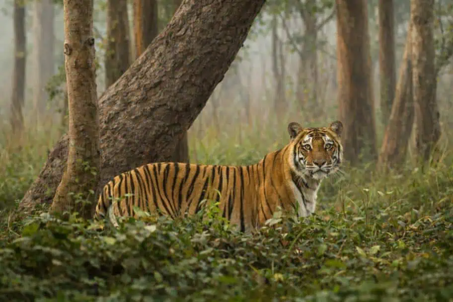 Sundarban National Park, India