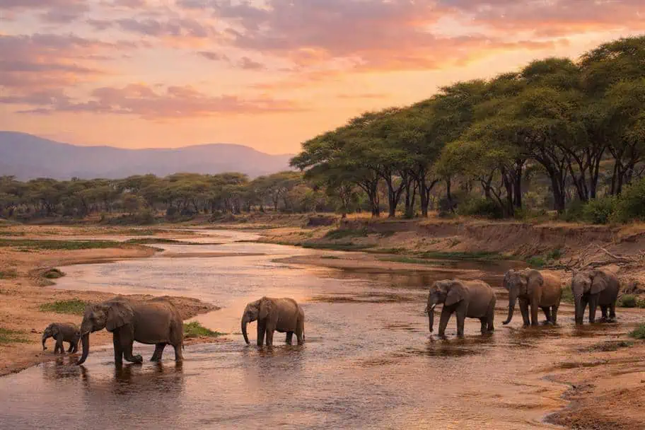 Ruaha National Park, Tanzania