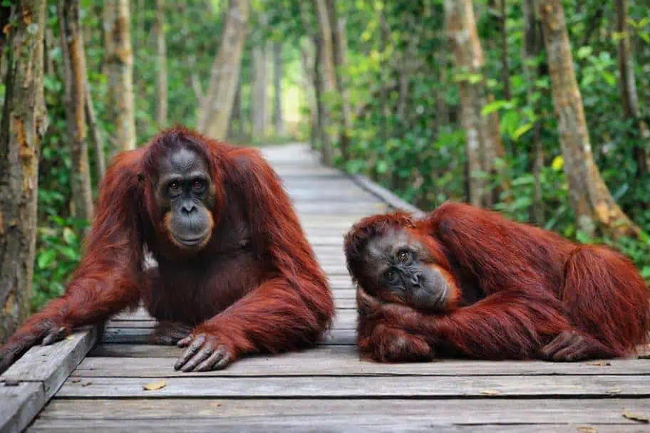 Best National Parks in the World to Visit - Tanjung Puting National Park, Indonesia