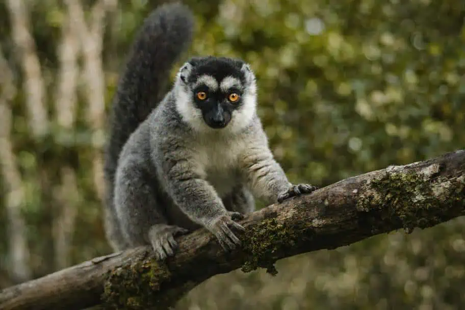 Andasibe-Mantadia National Park, Madagascar Andasibe-Mantadia National Park, Madagascar