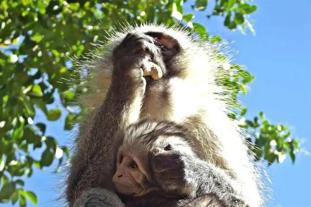 Garden Route Photography Spots - Monkeyland Primate Sanctuary