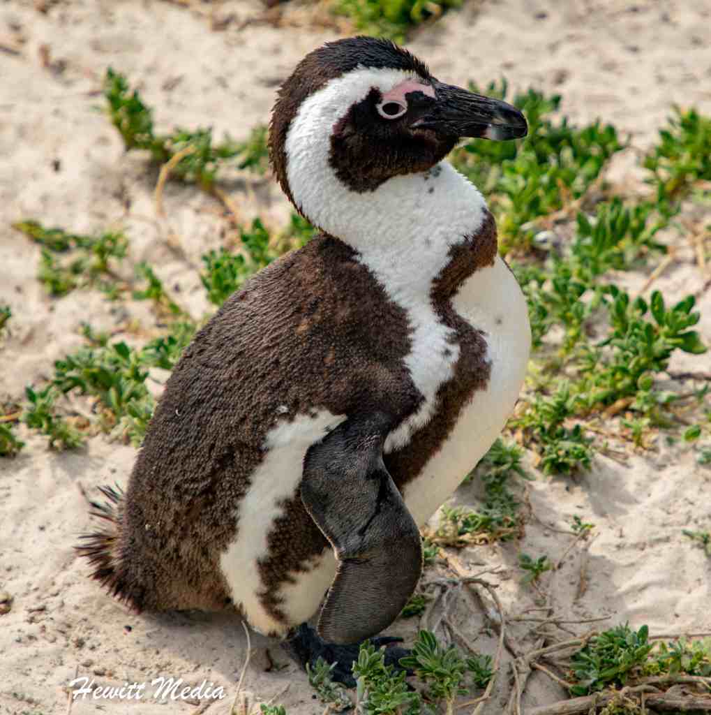 Instagram Travel Photography - African Penguin at Boulders Beach