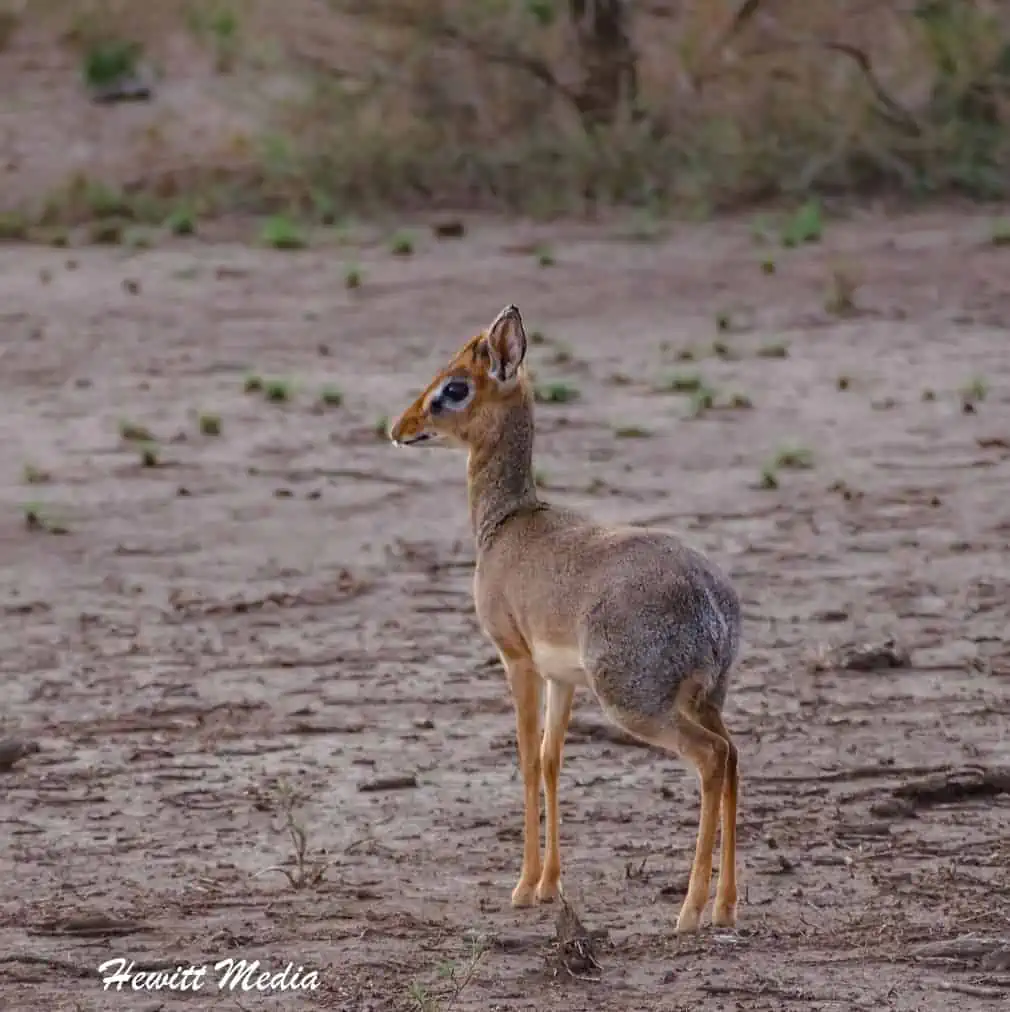 Instagram Travel Photography: The Wildlife of the Serengeti