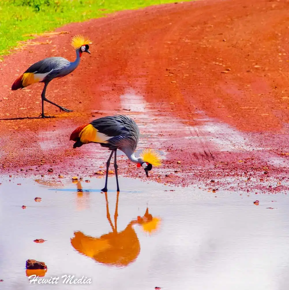 Instagram Travel Photography: Gorgeous Grey Crowned Crane