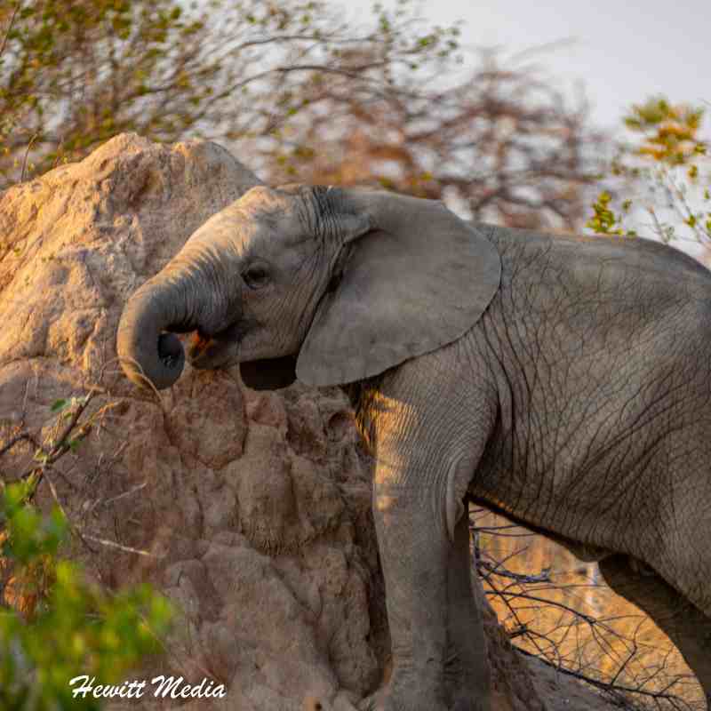 Instagram Travel Photography: Baby Elephant in Kruger National Park