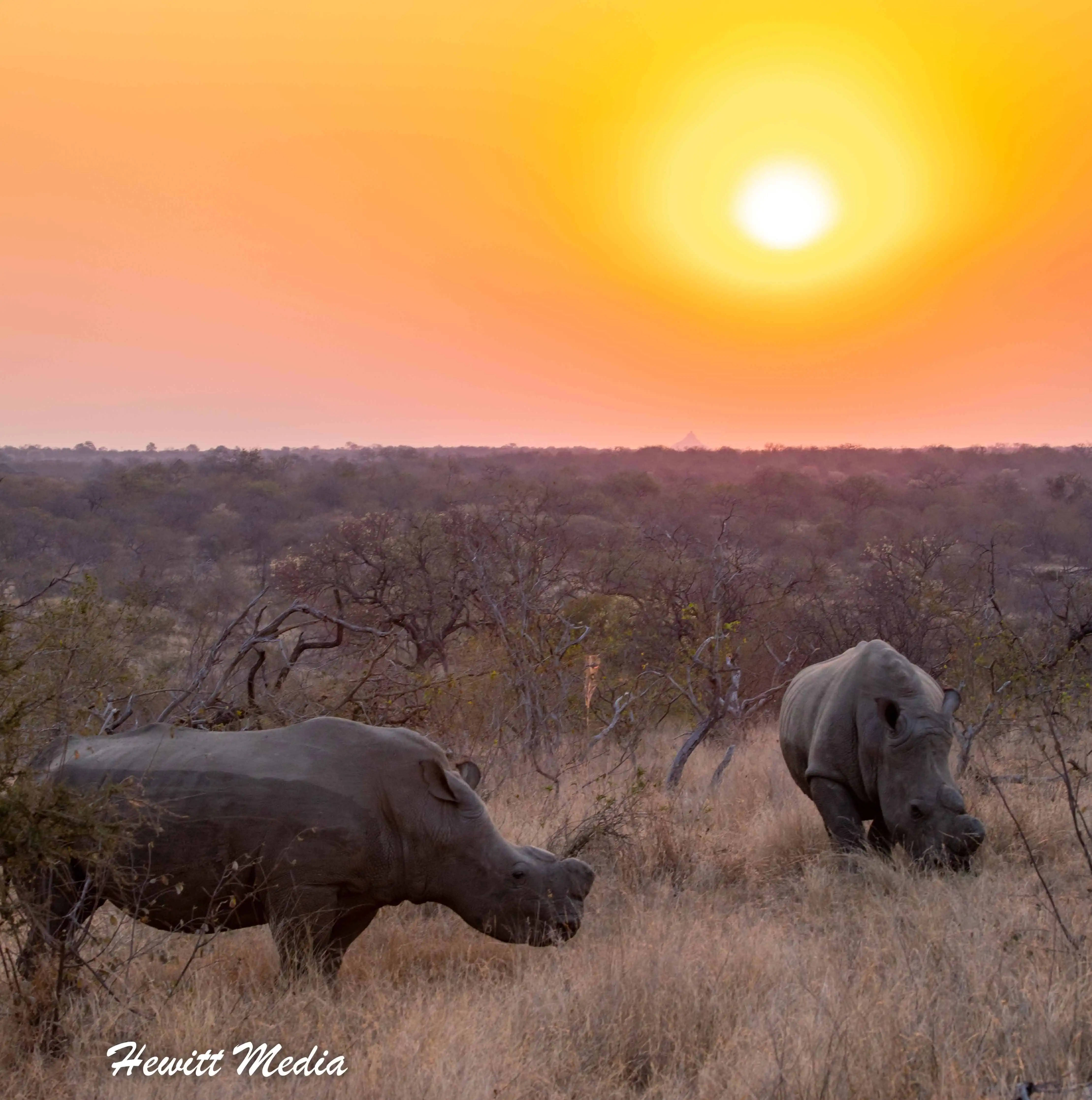 Instagram Travel Photography: Southern White Rhinos at Sunset