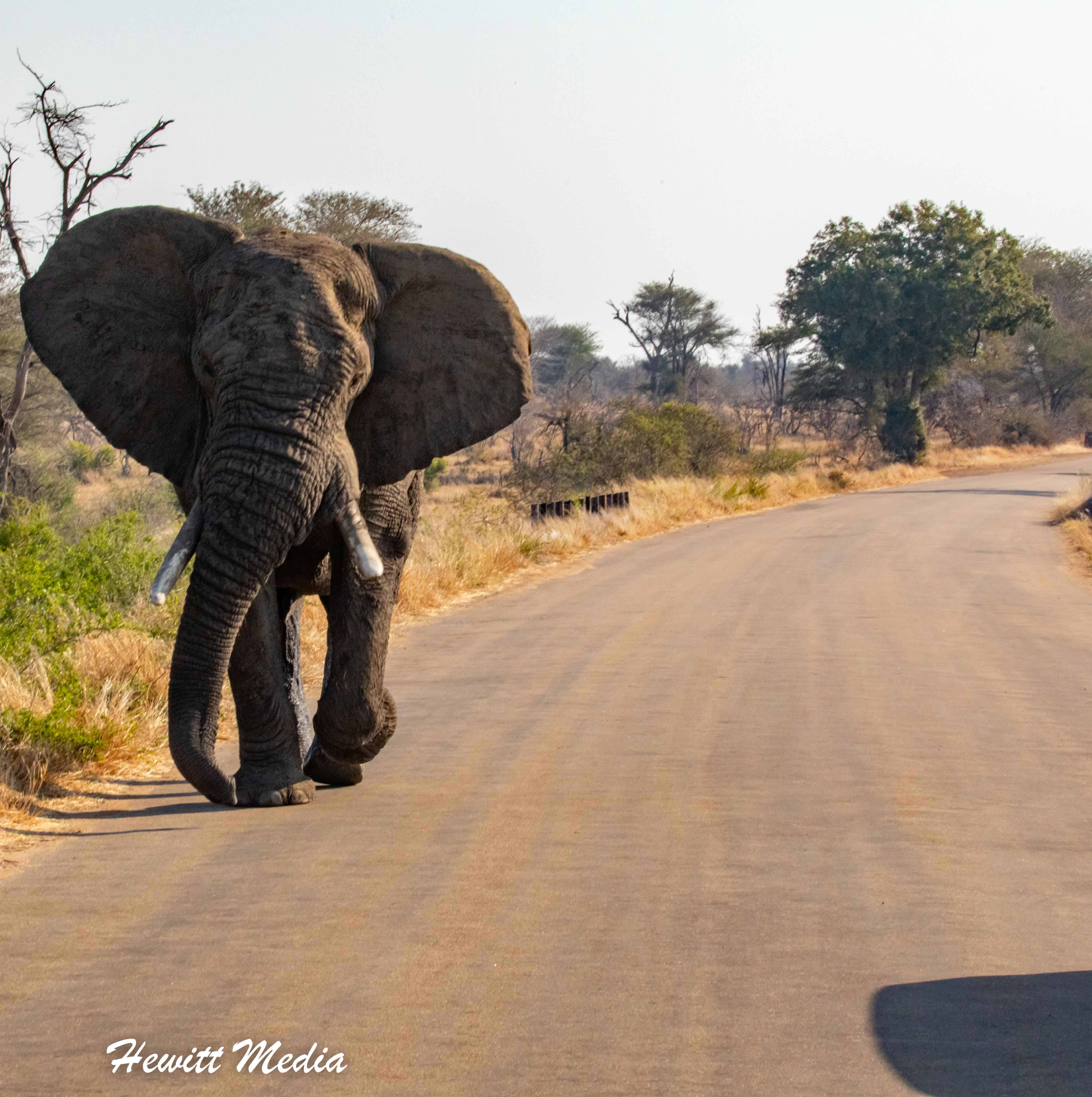 Instagram Travel Photography: Elephant Traffic Jam in Kruger
