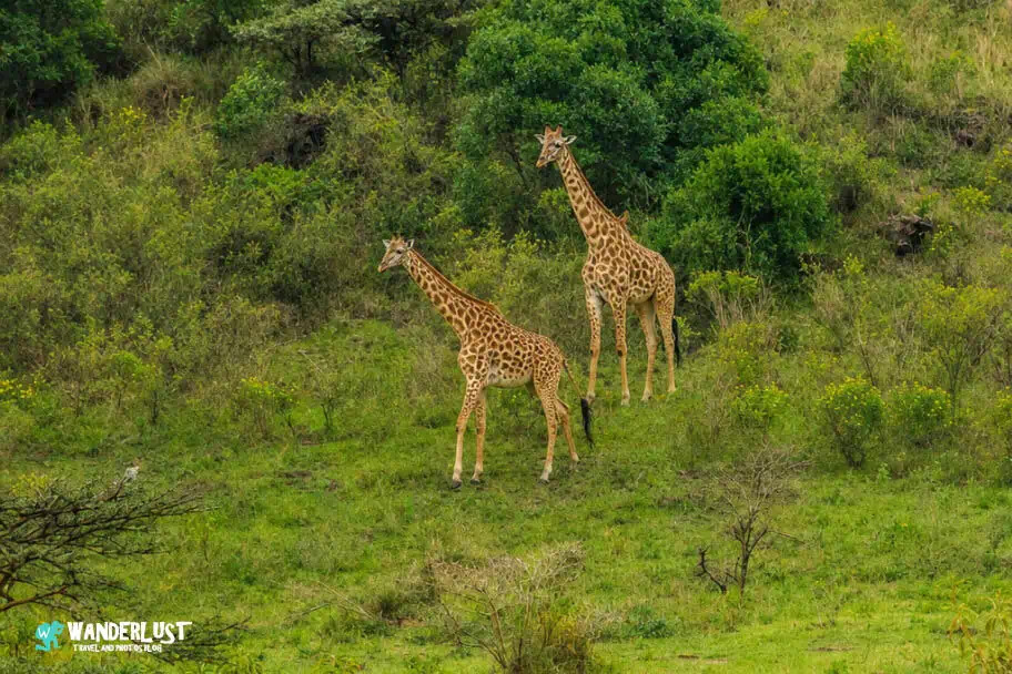 Arusha National Park Guide