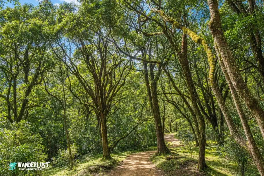 Arusha National Park Guide