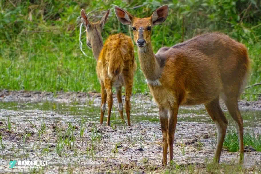 Arusha National Park Guide