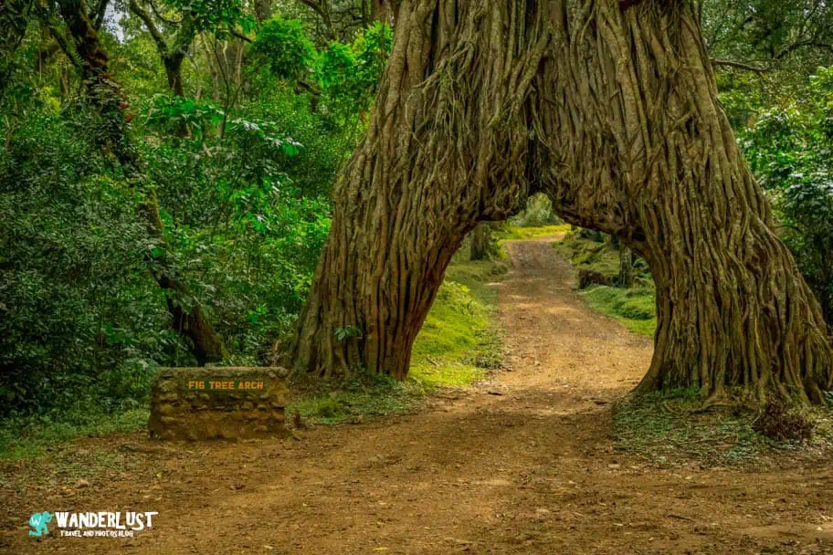 Arusha National Park Fig Tree