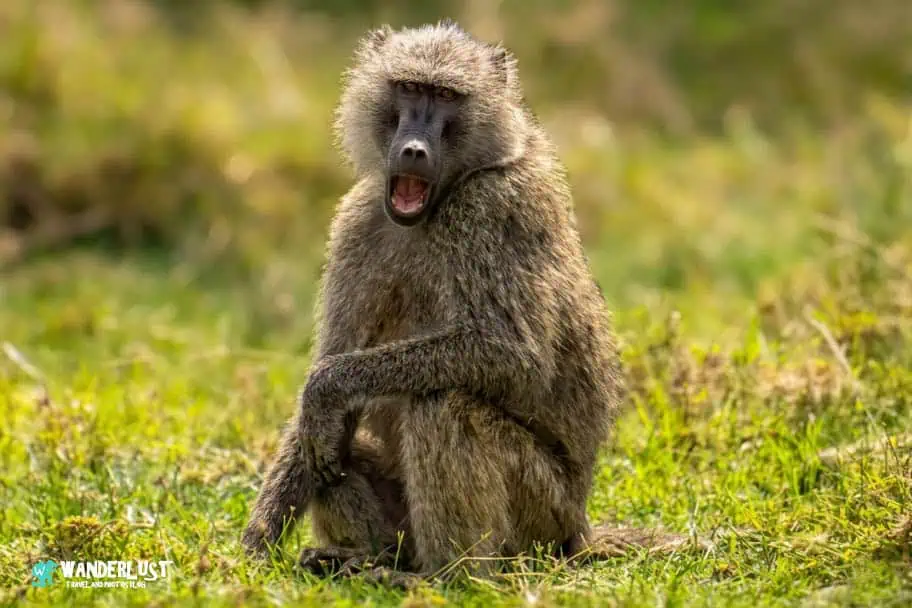 Arusha National Park Guide