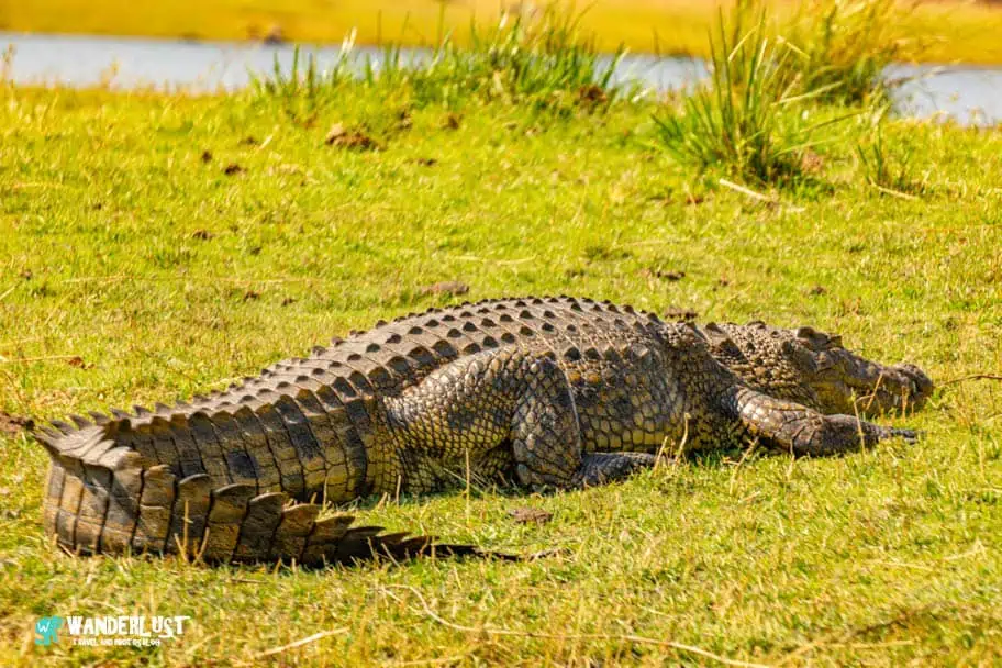 Chobe National Park Safari guide