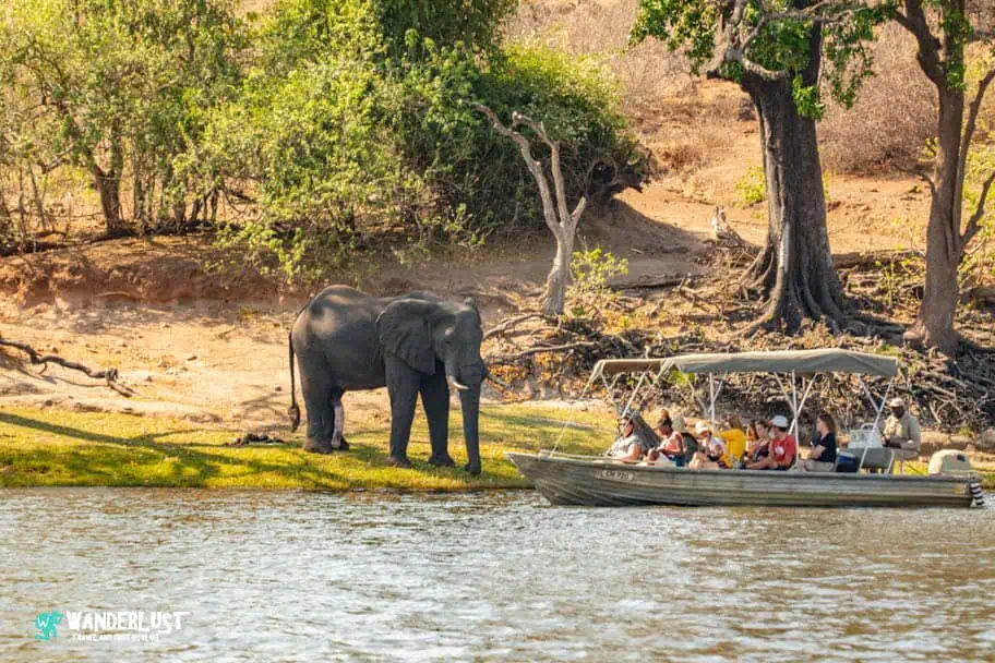 Chobe National Park Safari - Elephant at Chobe River