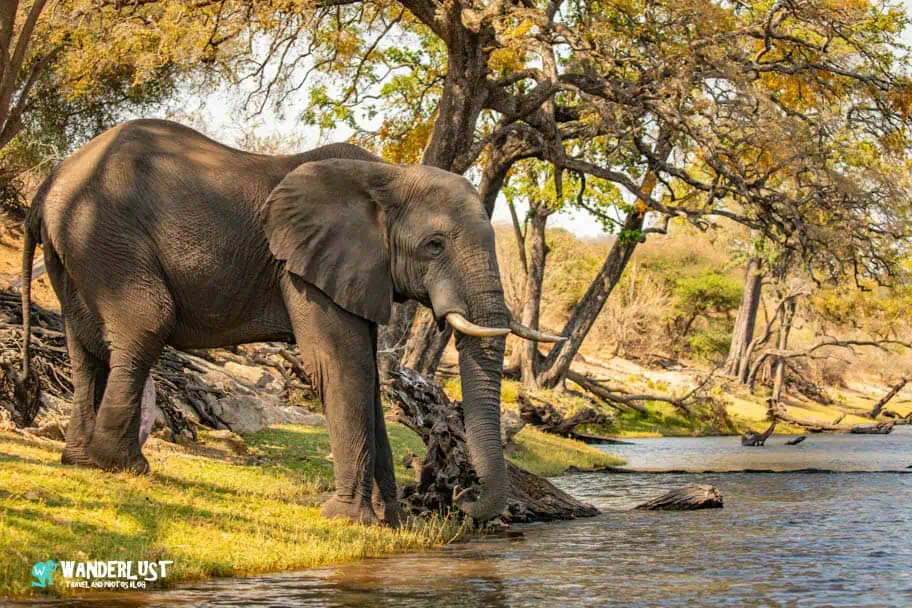 The Ultimate Chobe National Park Safari Guide