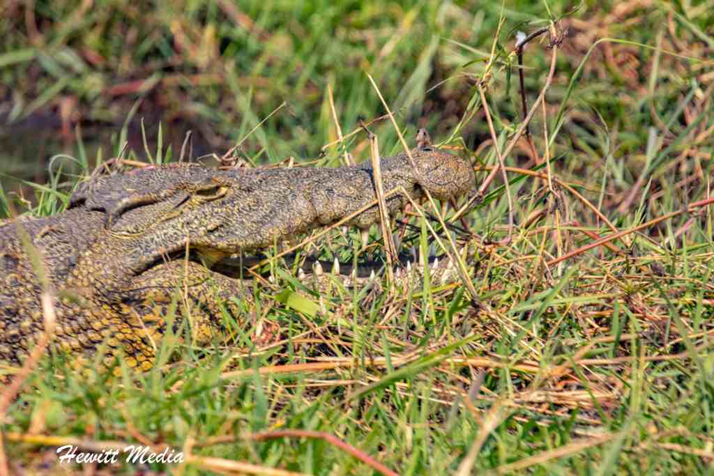 Chobe National Park Safari - Crocodile