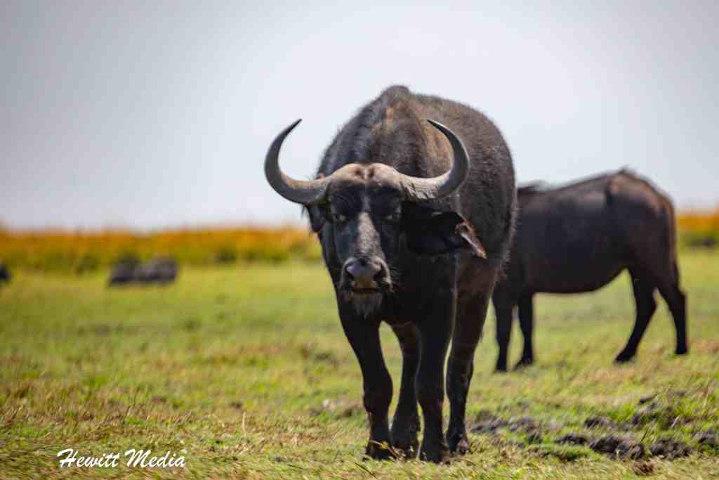 Chobe National Park Safari 