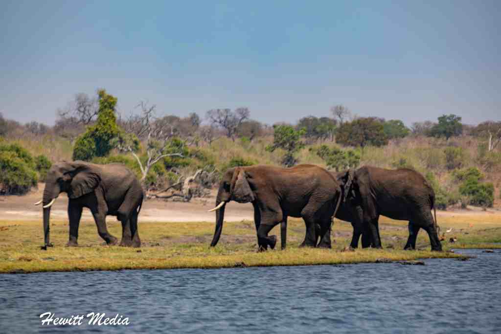 Chobe National Park Safari - Elephant