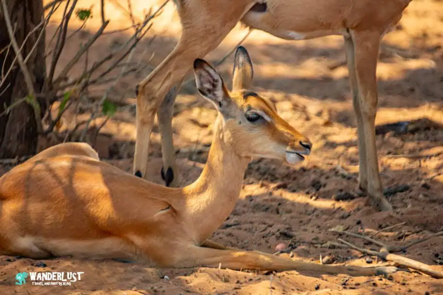 Chobe National Park Safari guide