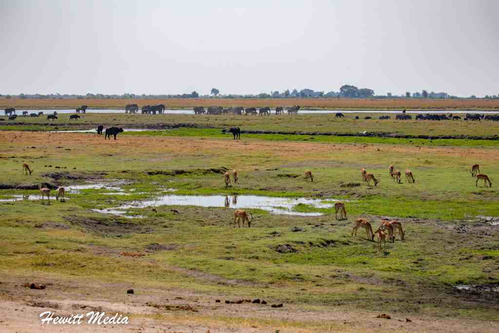 Chobe National Park Safari - Chobe Riverfront Region