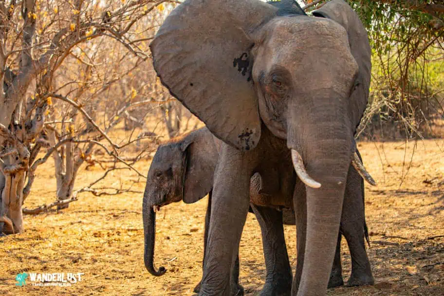 Chobe National Park Safari guide