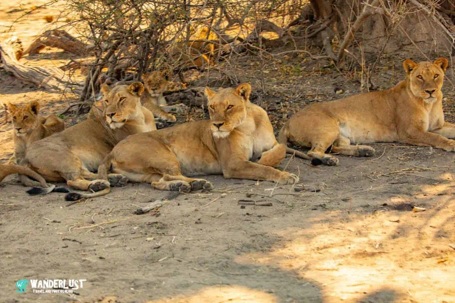 Chobe National Park Safari - Lions