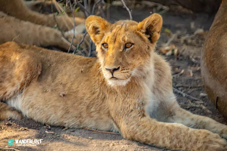 Chobe National Park Safari guide