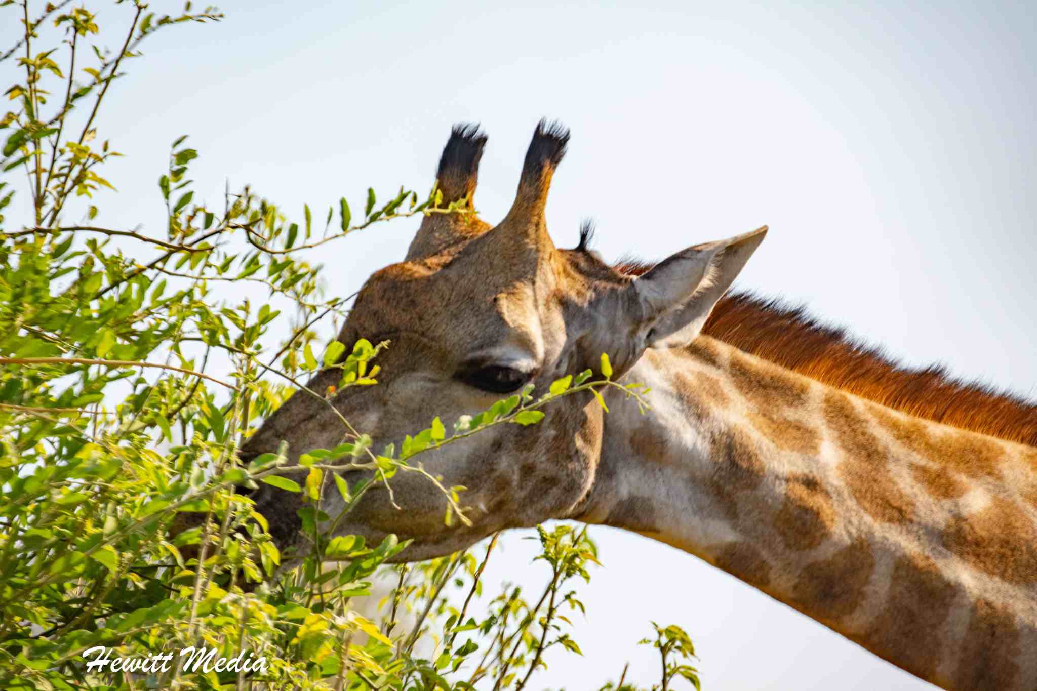 The Ultimate Chobe National Park Safari Guide