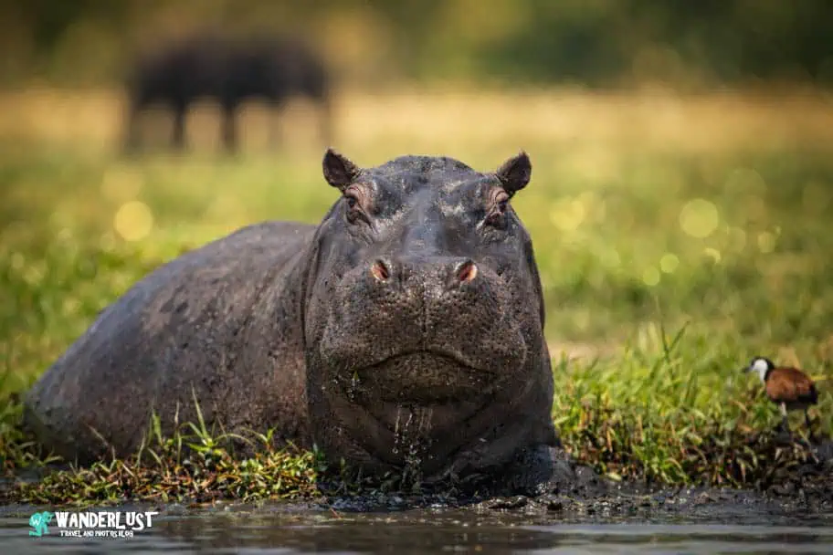 Chobe National Park Safari guide