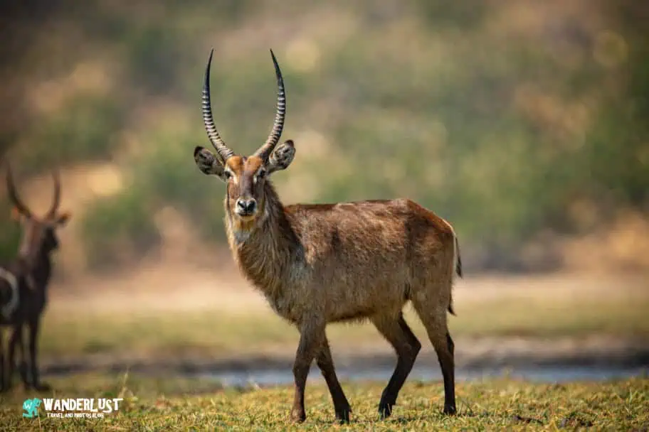 Chobe National Park Safari guide