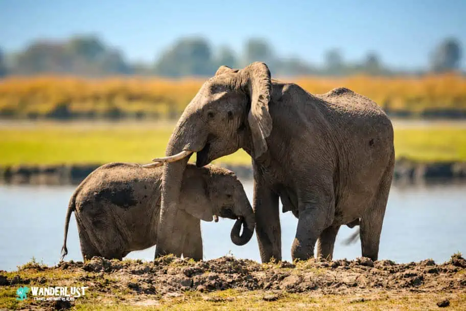 Chobe National Park Safari guide