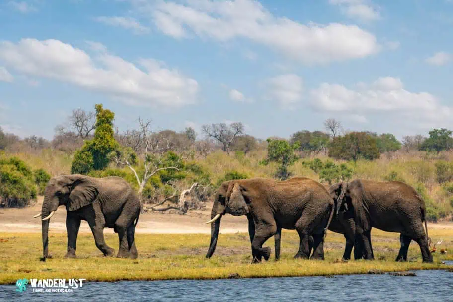 Chobe National Park Safari guide