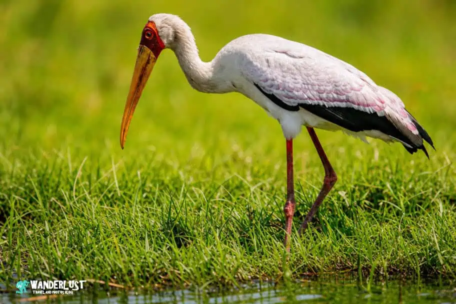 Chobe National Park Safari guide