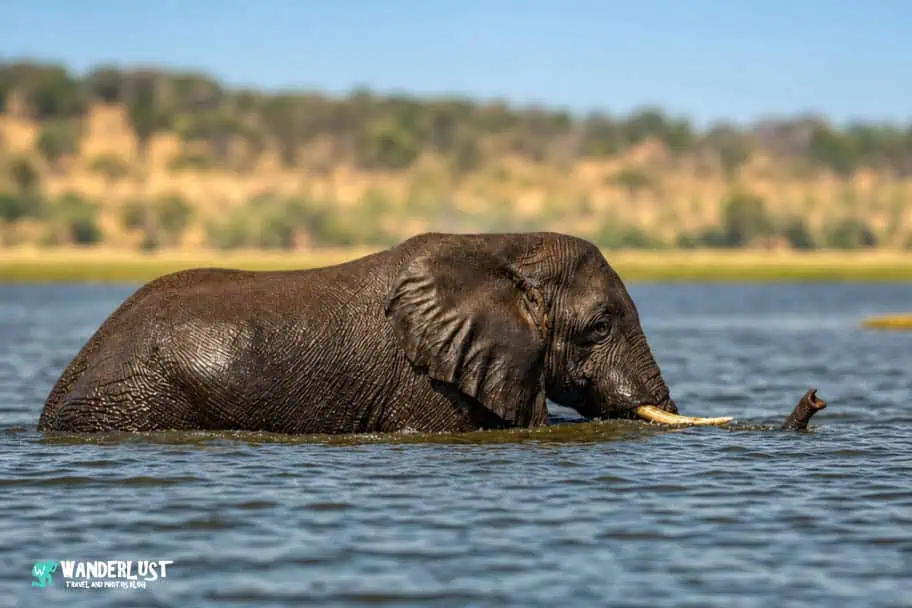 Chobe National Park Safari guide