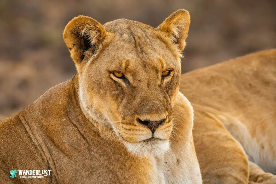 Chobe National Park Safari guide