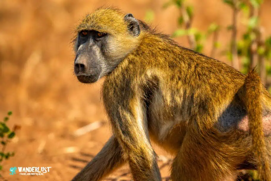 Chobe National Park Safari guide