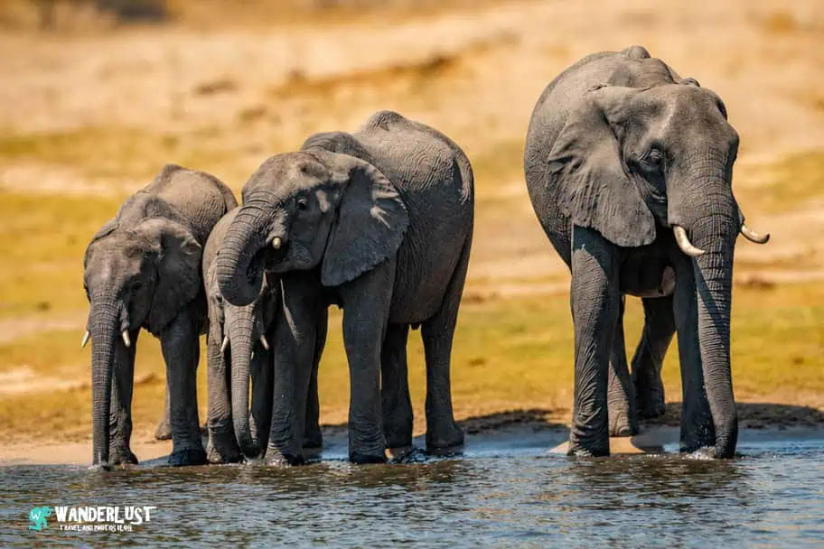 Chobe National Park Safari guide