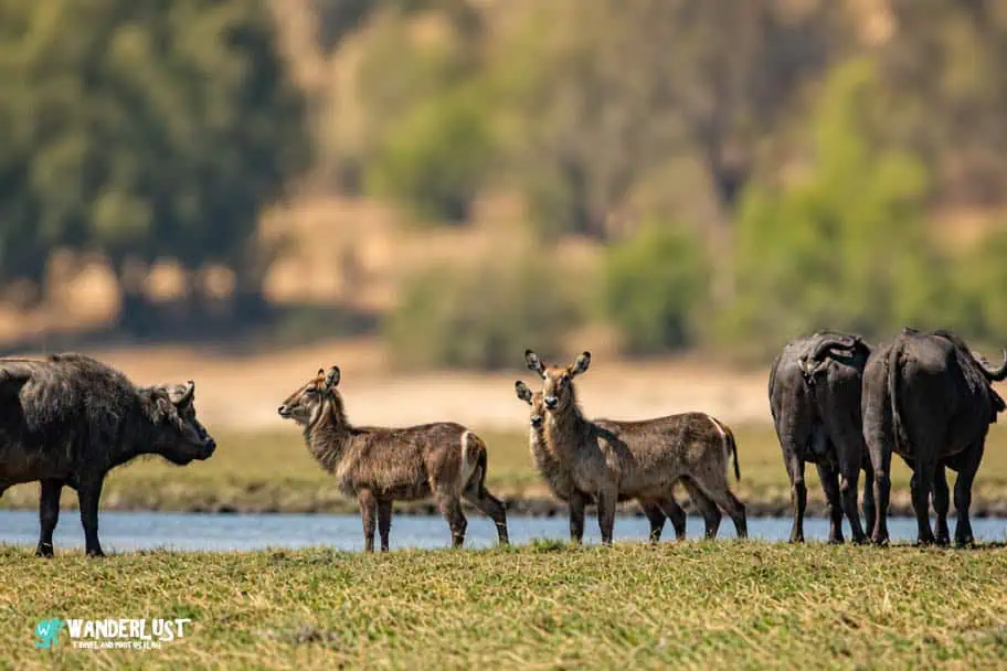 Chobe National Park Safari guide